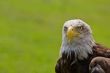 American bald eagle