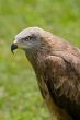 Eagle portrait