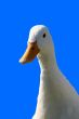 White duck