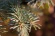 Pinetree
