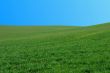 Field