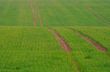 Field