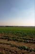 Field