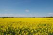 Field