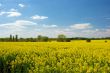 Field