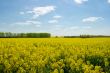 Field