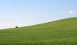 Field