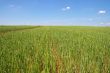 Field