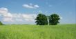 Field