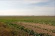 Field