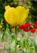 Tulip