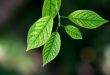 Leaves