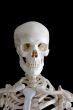 Skelton