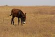 Donkey