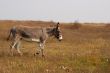 Donkey