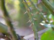 Thorns