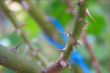 Thorns