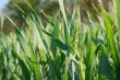 Wheat