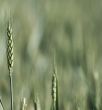 Wheat