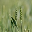 Wheat