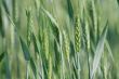 Wheat