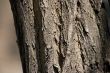 Trunk