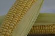 Corn up close.