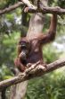 Orang Utan 3
