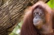 Orang Utan 2