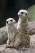 Meerkats 1