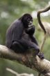 Black Gibbon