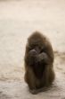 Hamadryas Baboon 1