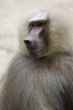 Hamadryas Baboon 2
