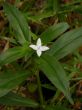 Small white wildflower