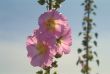 Pink flowers