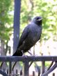 jackdaw