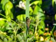 dragon-fly