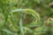 tall grasses