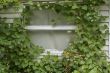 window covered in ivy