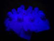 Glowing Ghosts