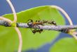 Ants on a branch in summer