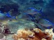 Great Barrier Reef