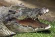 Crocodile Head