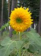 Single sunflower