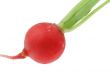 radish details on white