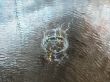 Water ripples