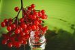 Guelder-rose 4