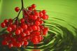 Guelder-rose 5