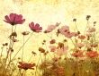 old-fashioned flower