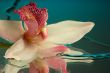 Wet orchid 3